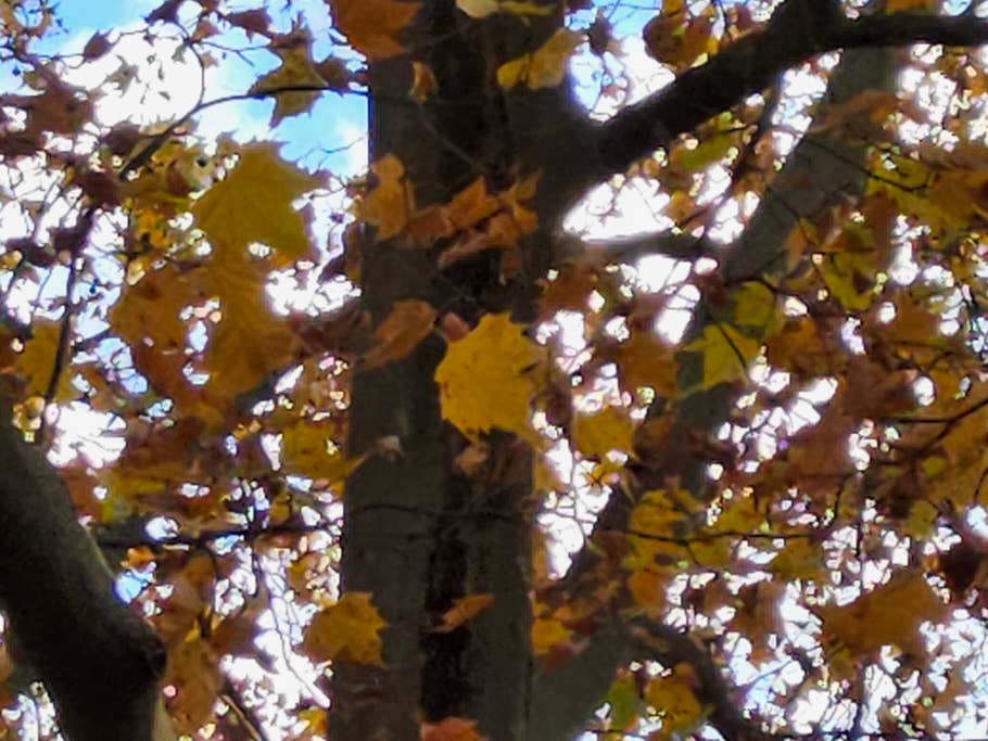 Photo prise de jour avec lu0027objectif principal de la Samsung Galaxy Tab S9 Ultra en zoom x8