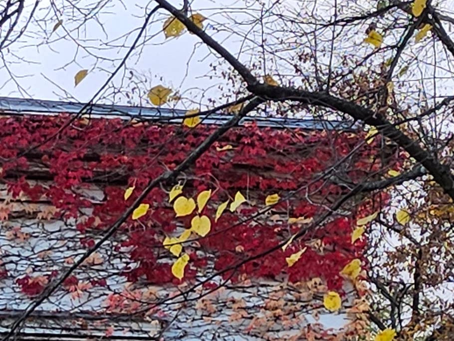 Photo prise de jour avec lu0027objectif principal de la Samsung Galaxy Tab S9 Ultra en zoom x8