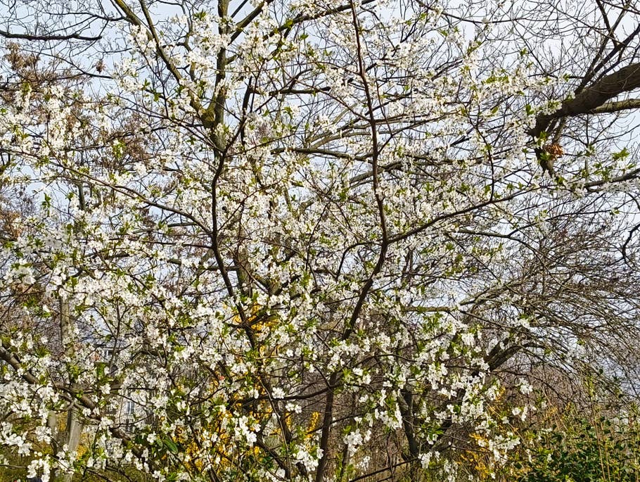 Photo de jour prise avec le Nothing Phone (2a)