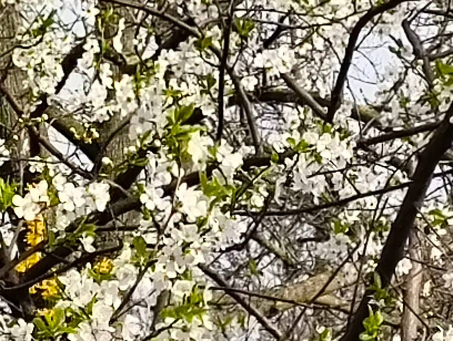 Photo de jour prise avec le Nothing Phone (2a)