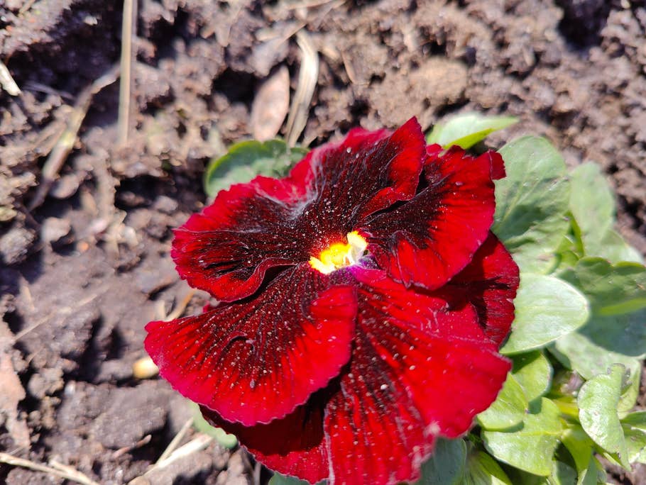 oneplus-10-pro-test-photo