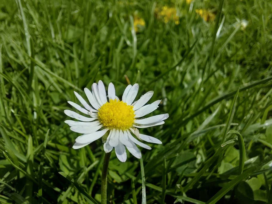 samsung-galaxy-a36-photos-de-test