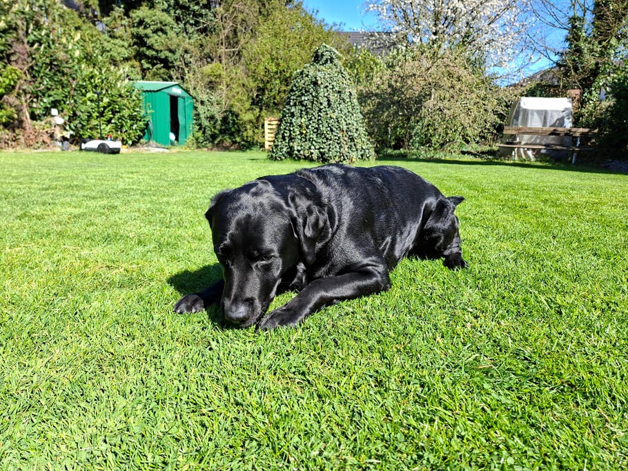 Samsung Galaxy A56 sample photo.