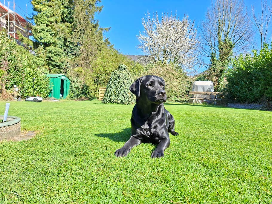 Samsung Galaxy A56 sample photo.