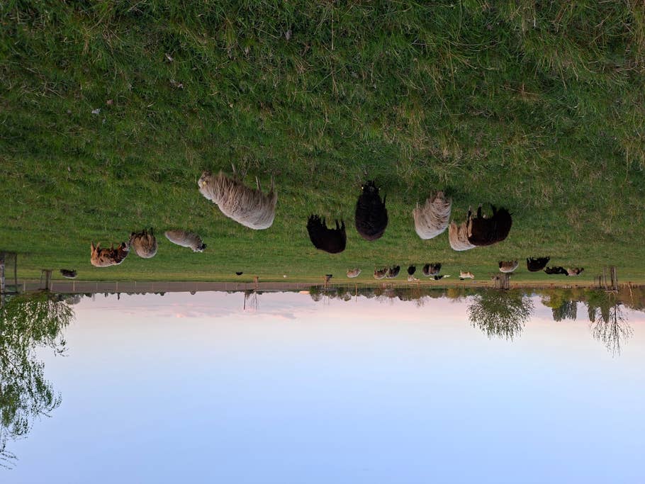 Samsung Galaxy A56 sample photo.