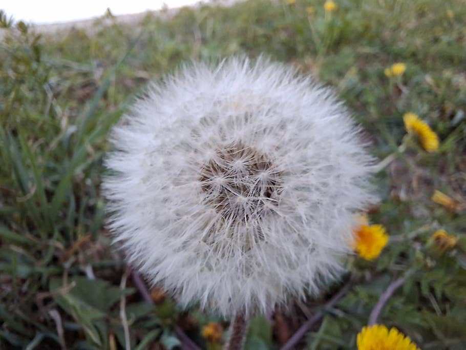 Samsung Galaxy A56 sample photo.