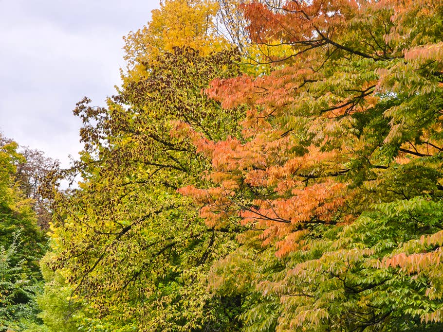 Xiaomi 15T Pro photo test