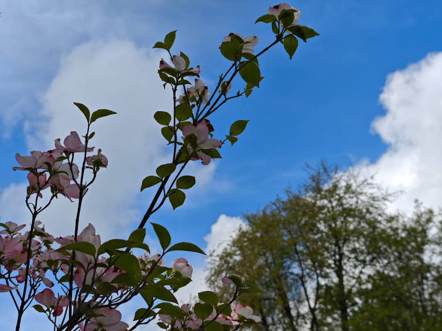 Photo prise avec le Xiaomi 14 Ultra